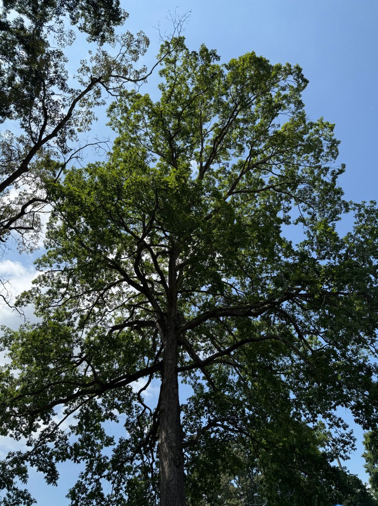 A giant southern red oak tree.